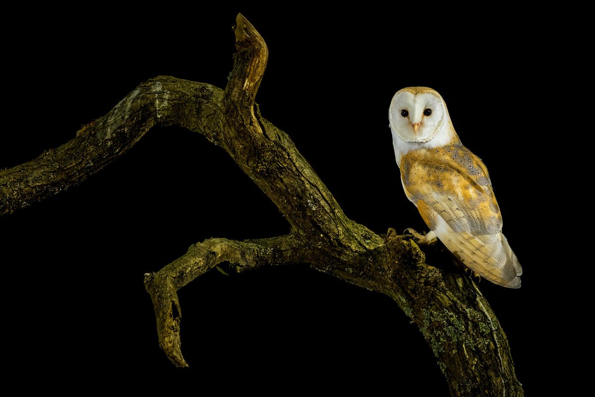 Wild barn owl in flight over UK farmland, photography hide workshop