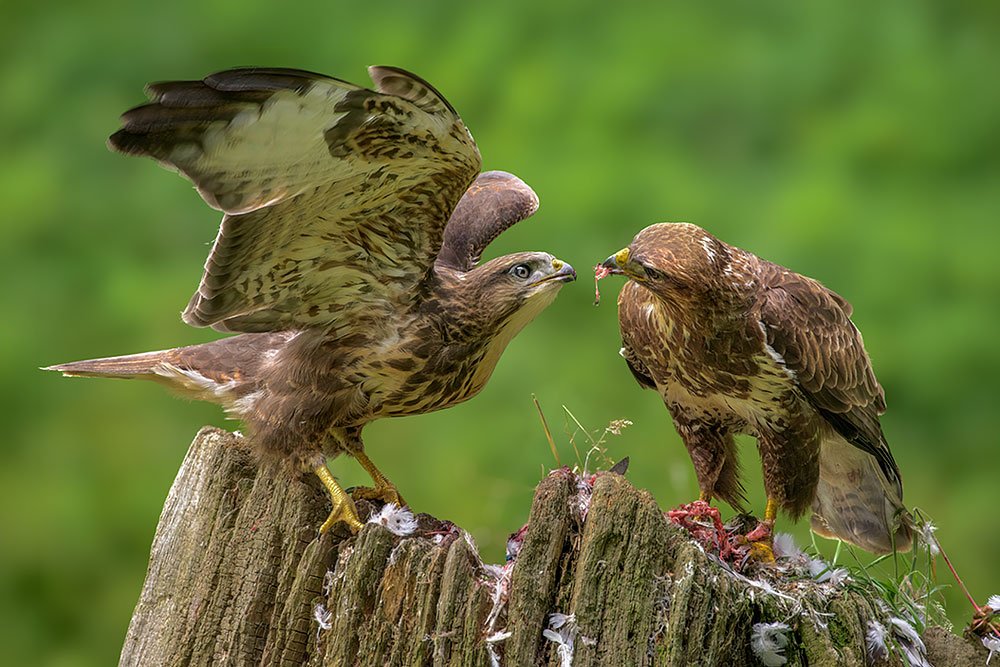 Wild Buzzard Hide wildlife photography