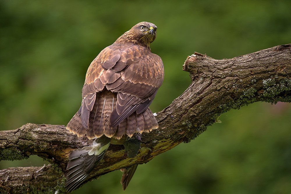 Wild Buzzard Hide wildlife photography