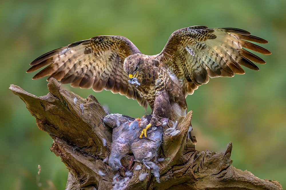 Wild Buzzard Hide wildlife photography
