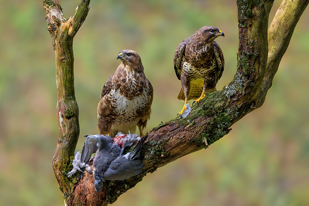 Wild Buzzard Hide wildlife photography