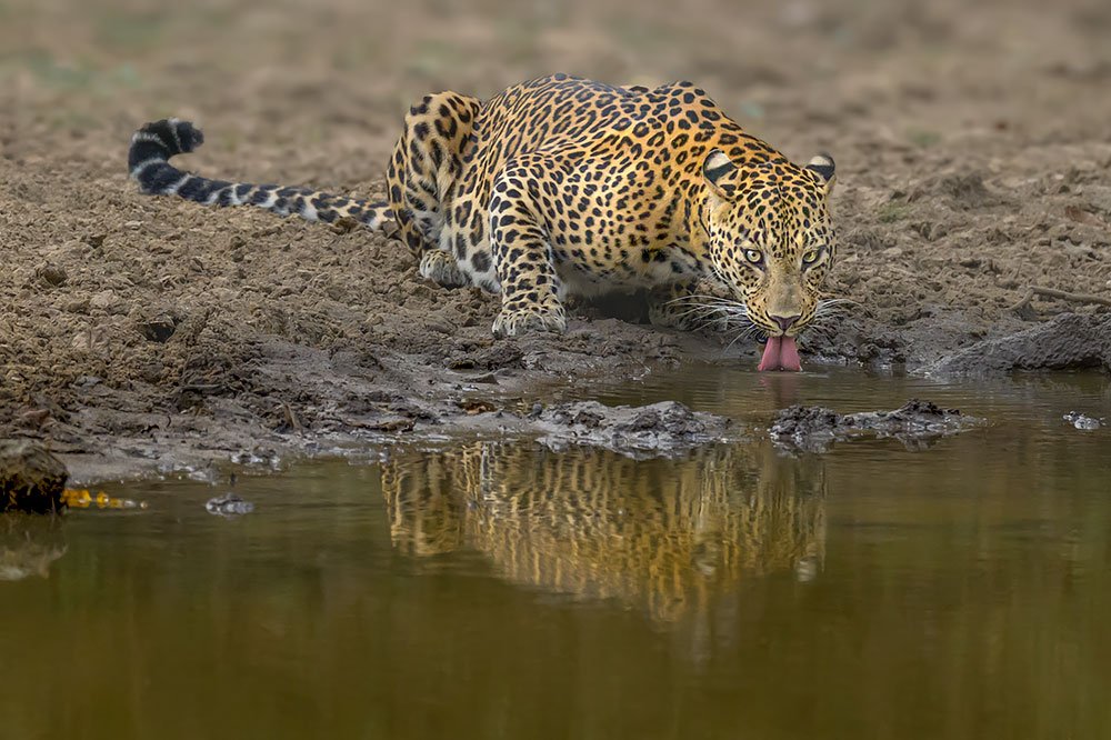 Big Cats of India wildlife photography
