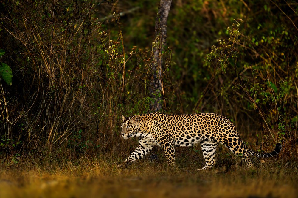 Big Cats of India wildlife photography