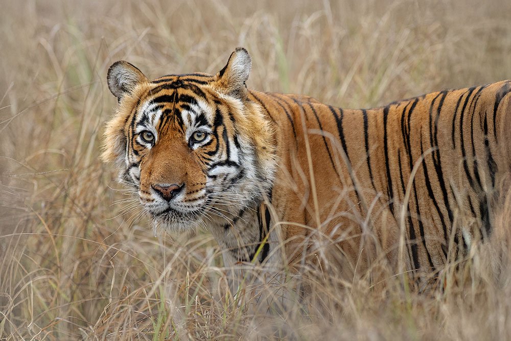 Big Cats of India wildlife photography