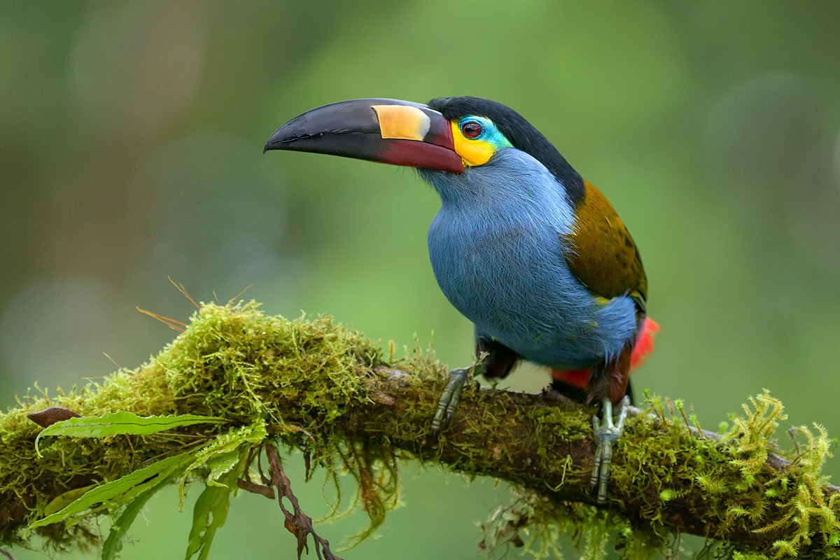 Hummingbird in Ecuador's Andean cloud forest, wildlife photography tour