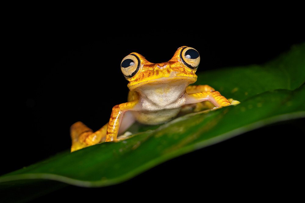 Wild & Colourful Ecuador wildlife photography