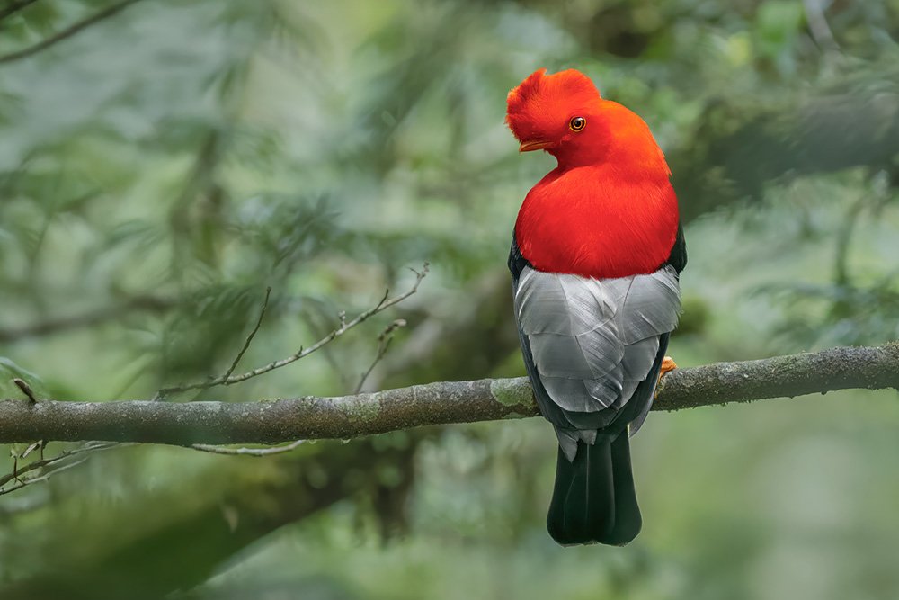 Wild & Colourful Ecuador wildlife photography