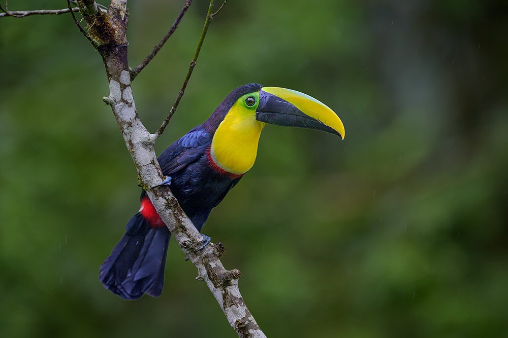 Wild & Colourful Ecuador wildlife photography