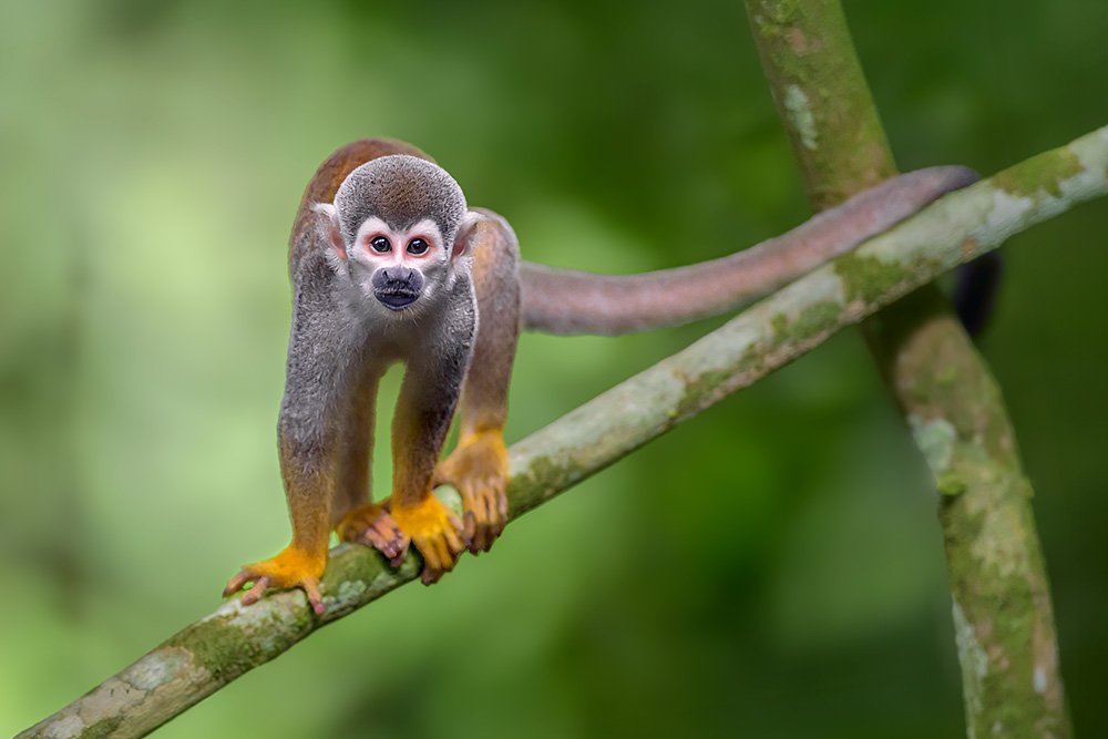 Wild & Colourful Ecuador wildlife photography