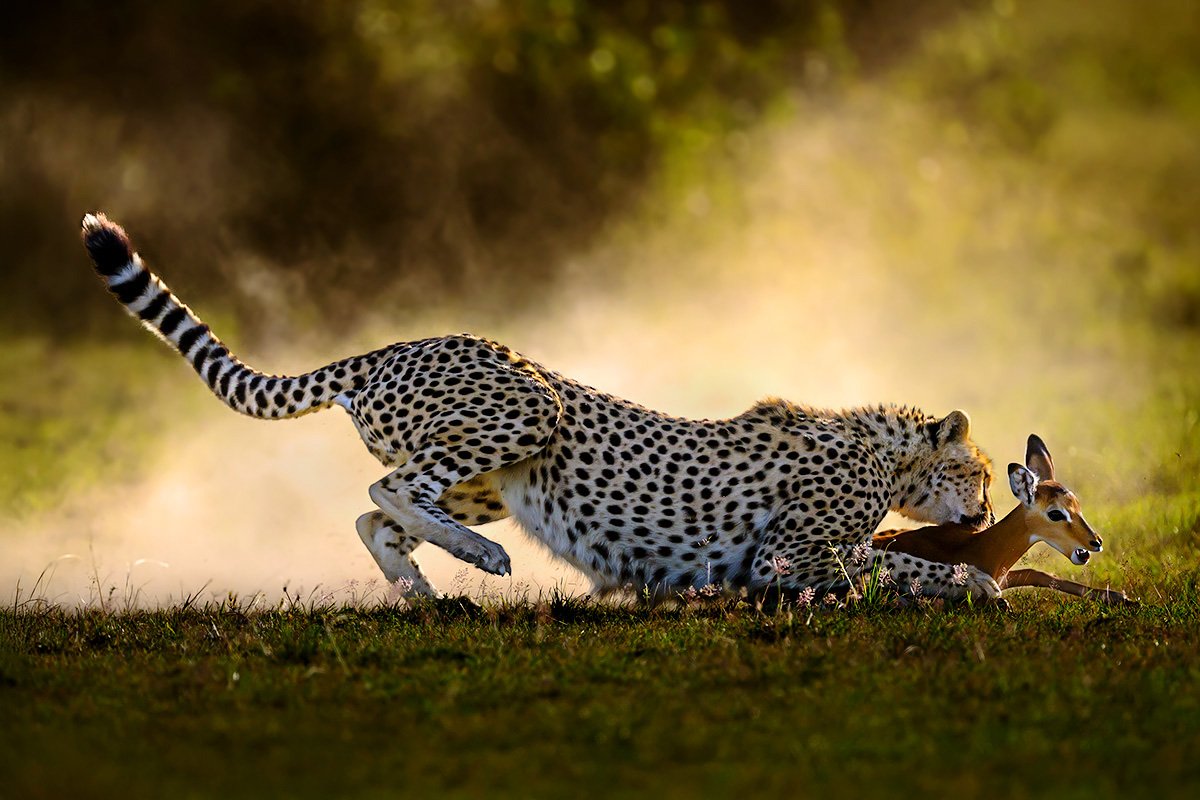 Cheetah hunting on the Masai Mara plains, Kenya wildlife photography safari