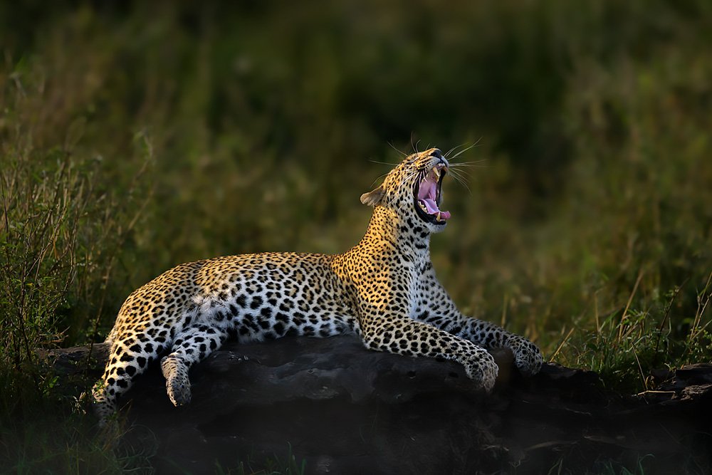 Spectacles of Masai Mara wildlife photography