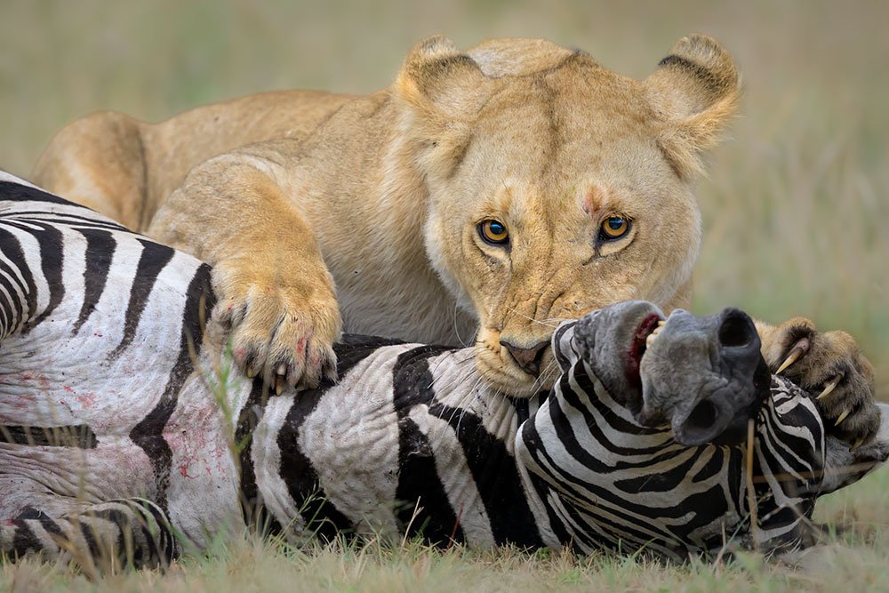Spectacles of Masai Mara wildlife photography