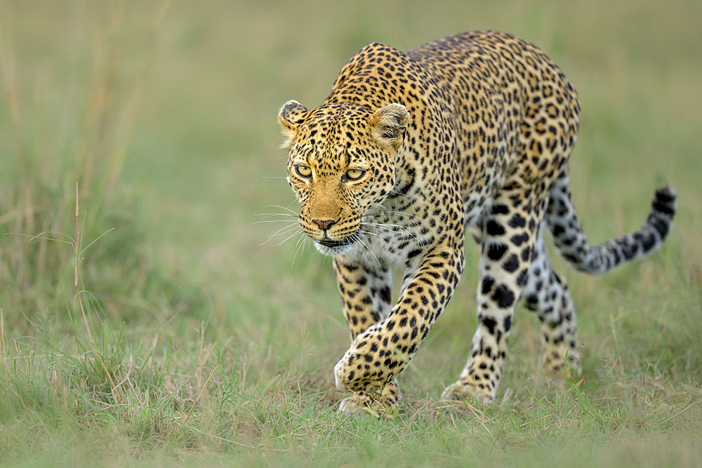 Spectacles of Masai Mara wildlife photography