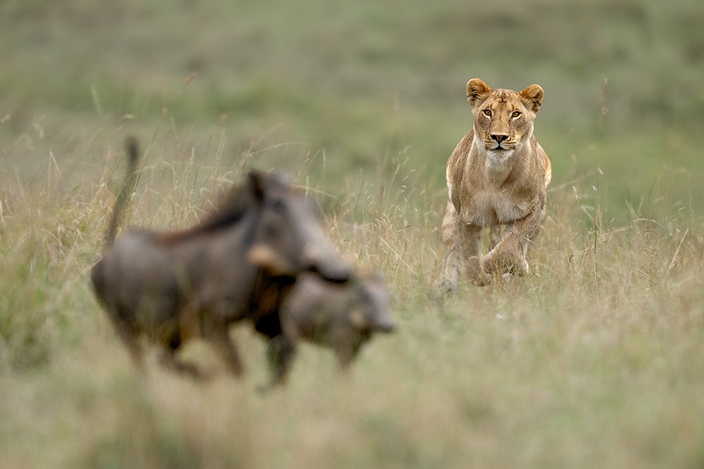 Spectacles of Masai Mara wildlife photography