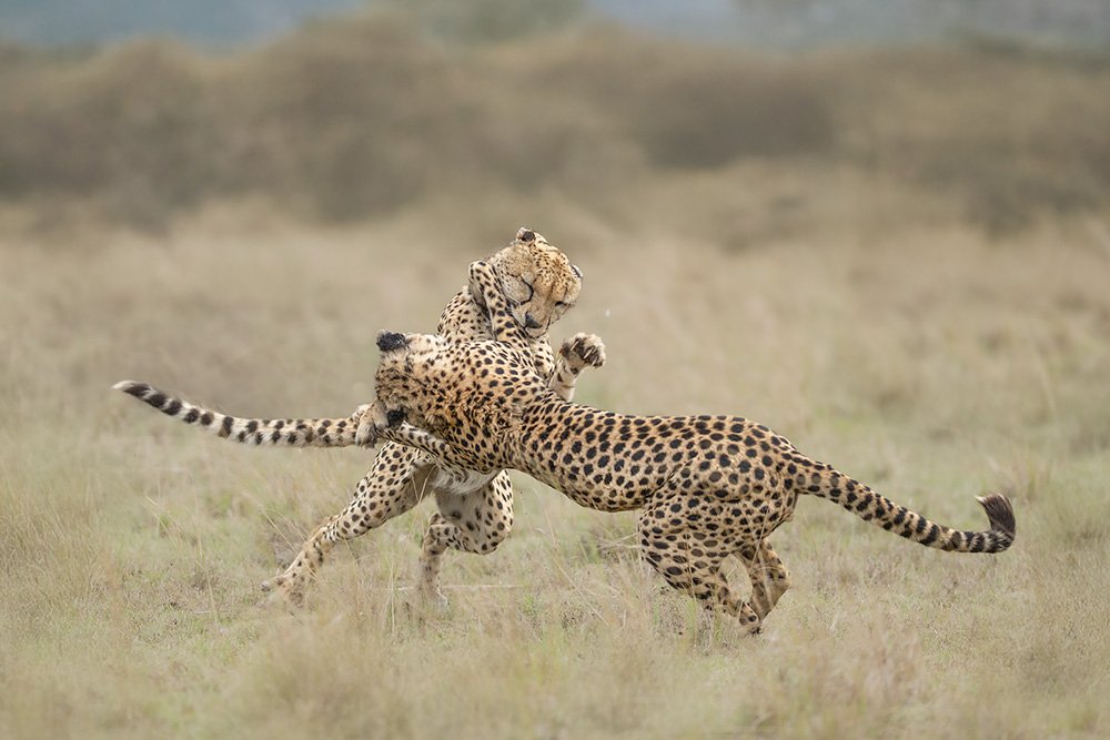 Spectacles of Masai Mara wildlife photography