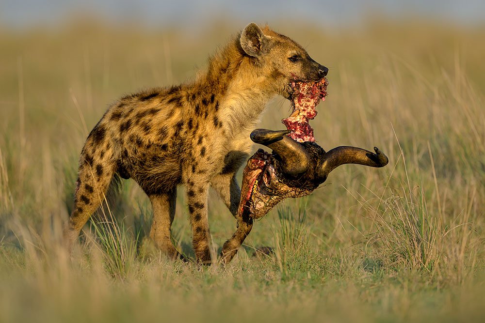 Spectacles of Masai Mara wildlife photography