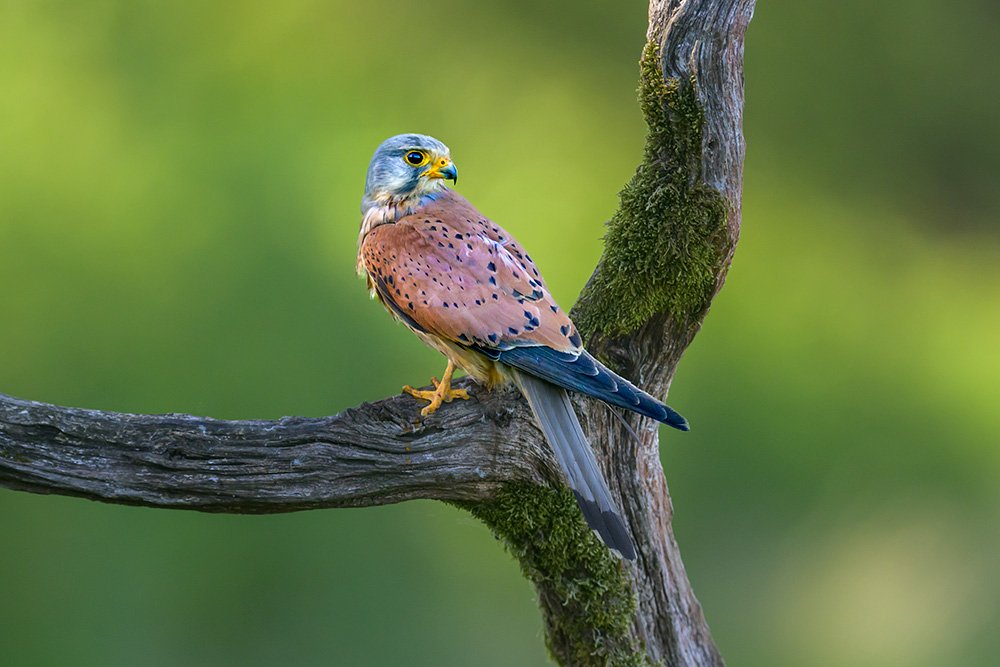 Wild Kestrel Hide wildlife photography