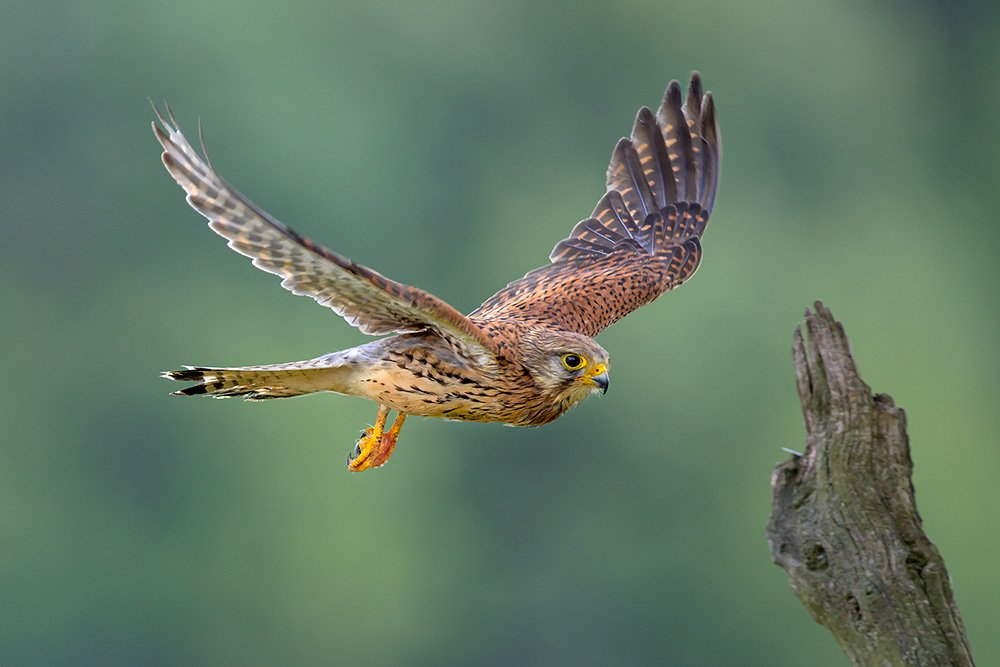 Wild Kestrel Hide wildlife photography