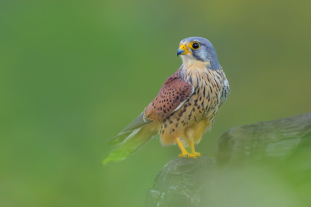 Wild Kestrel Hide wildlife photography