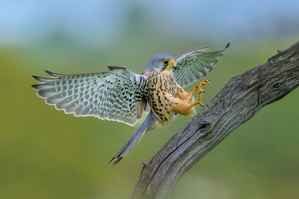 Wild Kestrel Hide wildlife photography