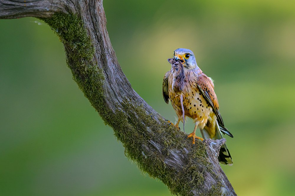 Wild Kestrel Hide wildlife photography