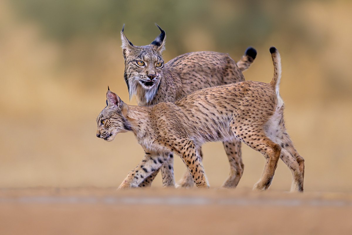 Iberian lynx in Andalucia, Spain, rare cat wildlife photography tour