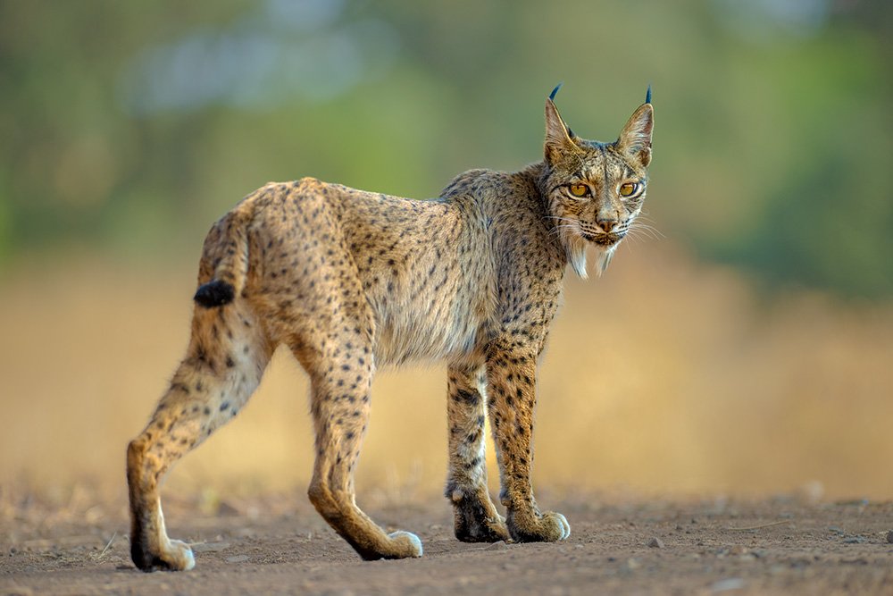Iberian Lynx Summer Special wildlife photography