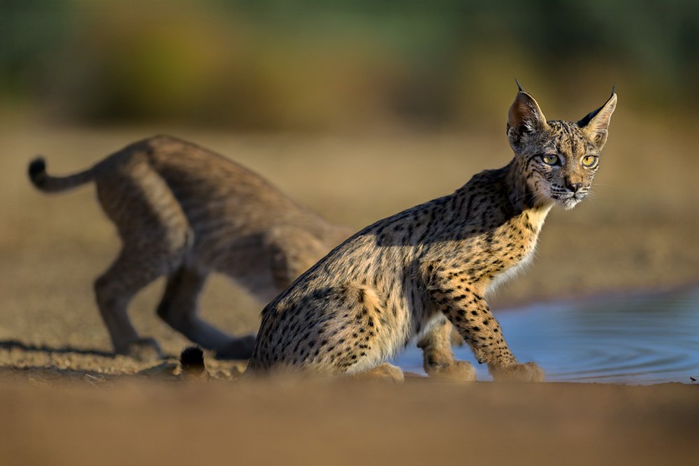 Iberian Lynx Summer Special wildlife photography