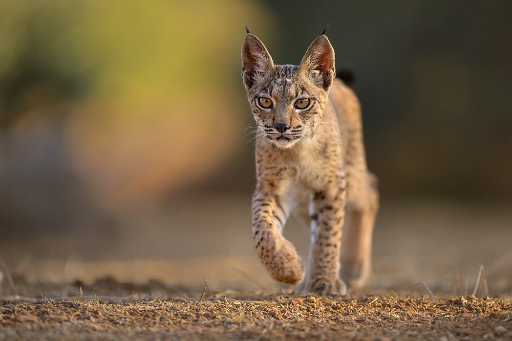 Iberian Lynx Summer Special wildlife photography