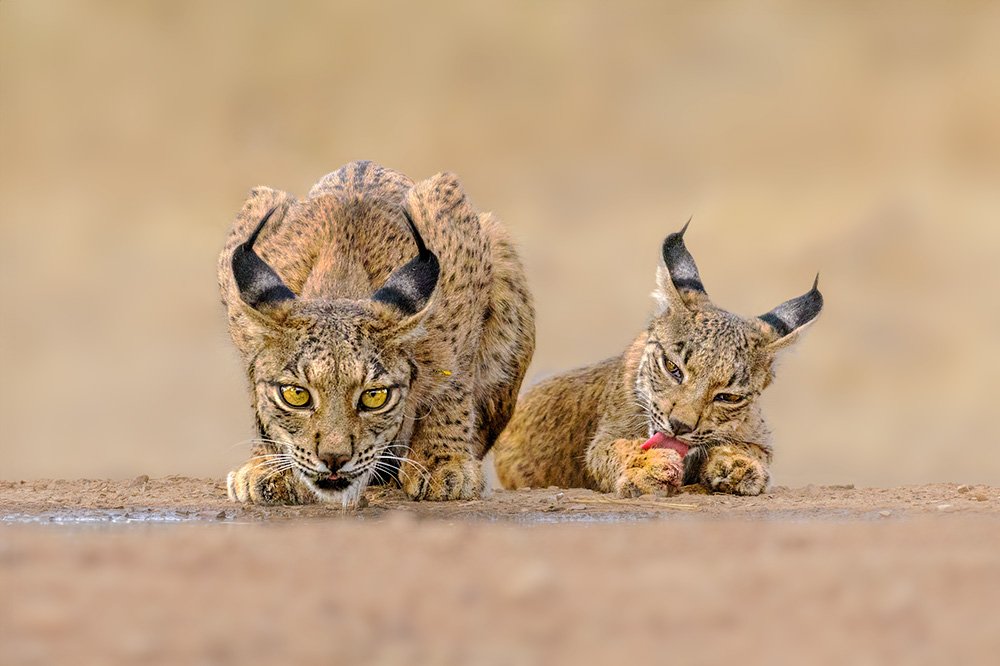 Iberian Lynx Summer Special wildlife photography