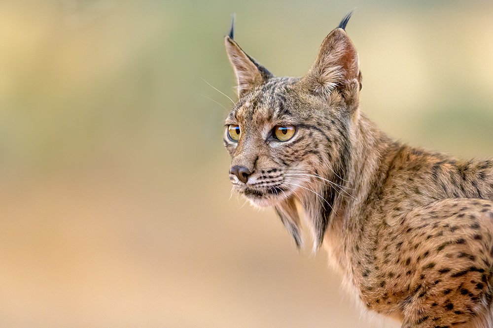 Iberian Lynx Summer Special wildlife photography