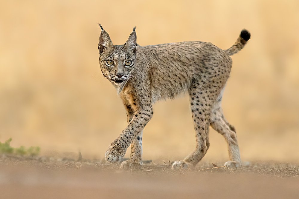 Iberian Lynx Summer Special wildlife photography