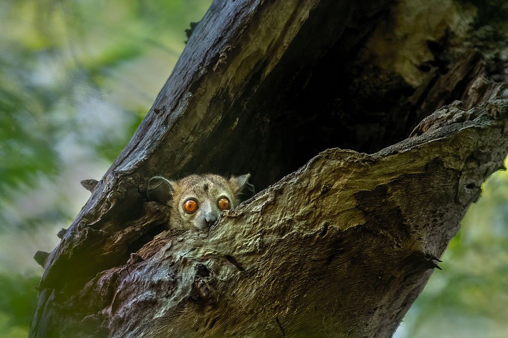 Madagascar Endemic Wildlife wildlife photography