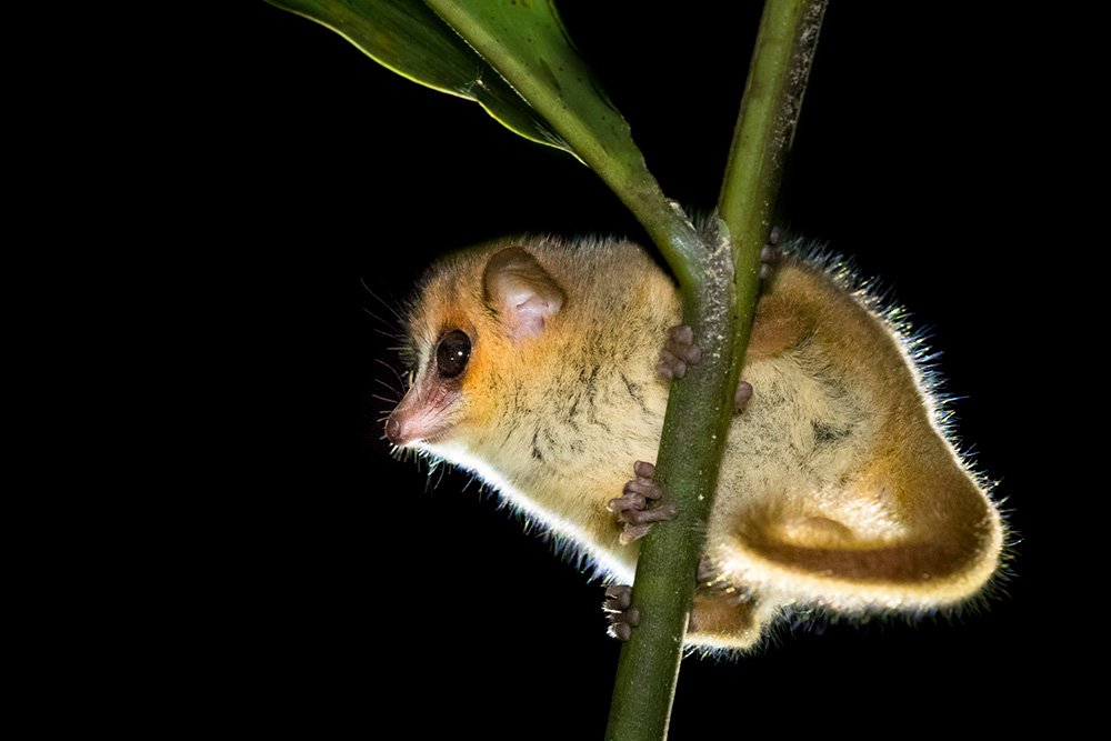 Madagascar Endemic Wildlife wildlife photography