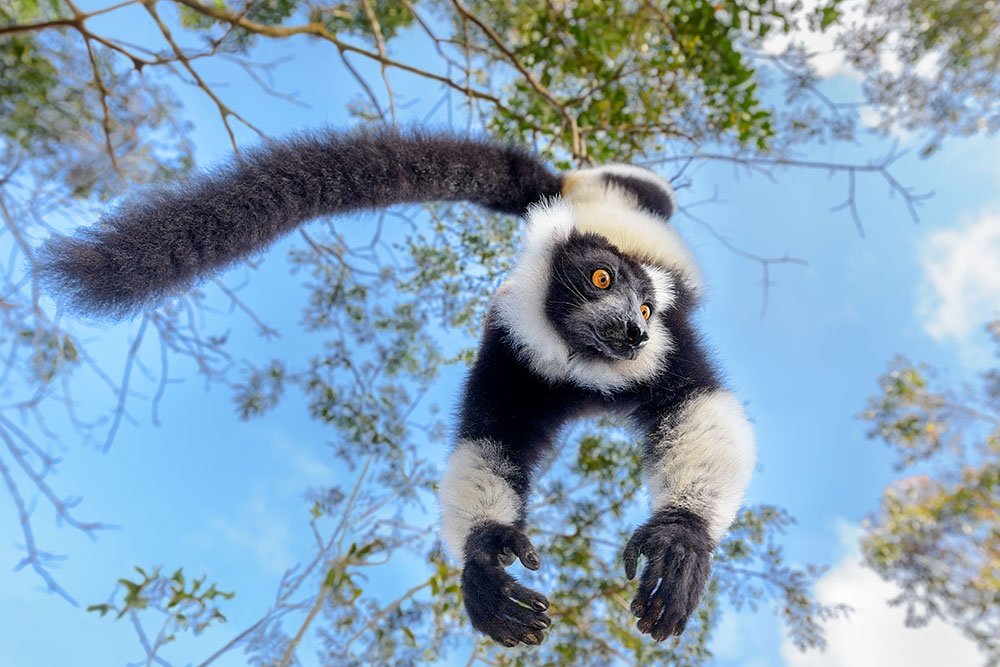 Madagascar Endemic Wildlife wildlife photography