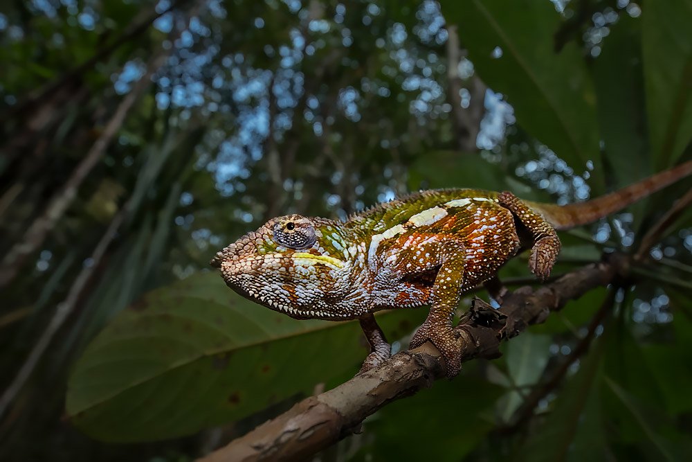 Madagascar Endemic Wildlife wildlife photography