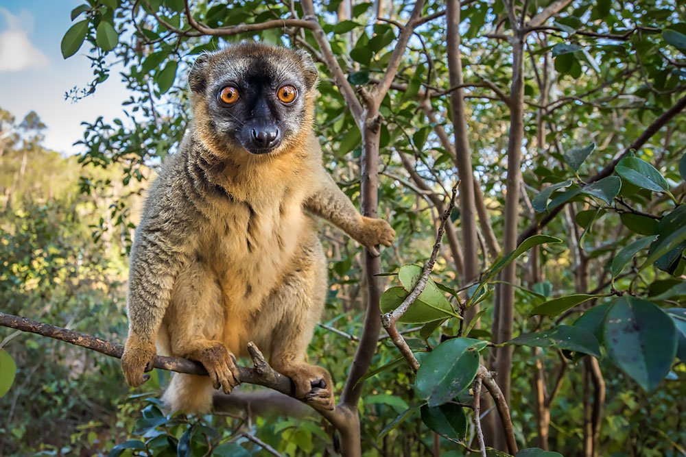 Madagascar Endemic Wildlife wildlife photography