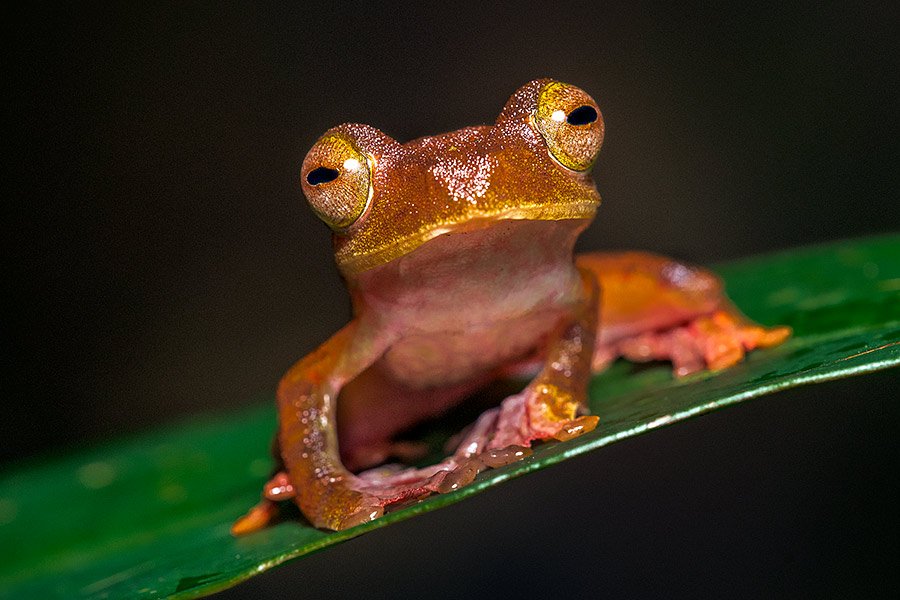 Bespoke wildlife photography