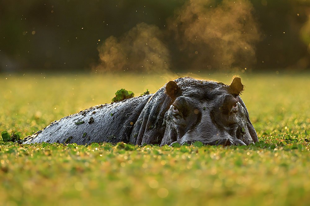 Magical Masai Mara wildlife photography