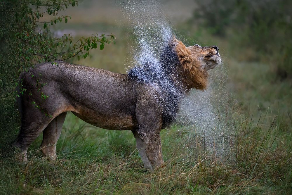 Magical Masai Mara wildlife photography