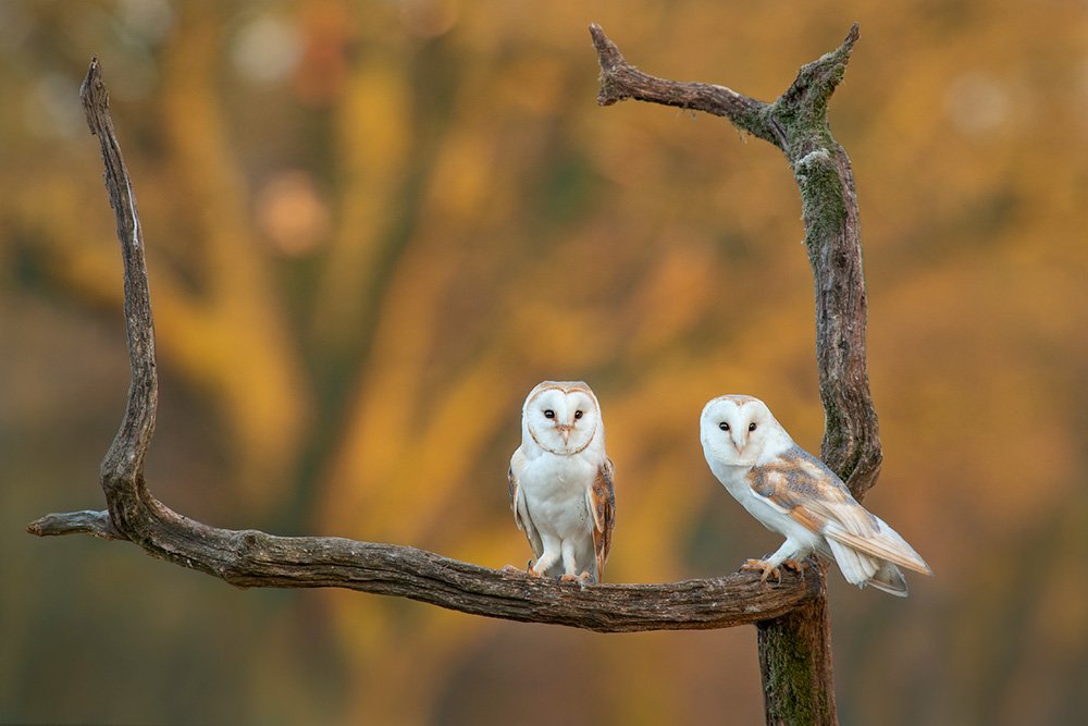 Wild Barn Owl Hide wildlife photography