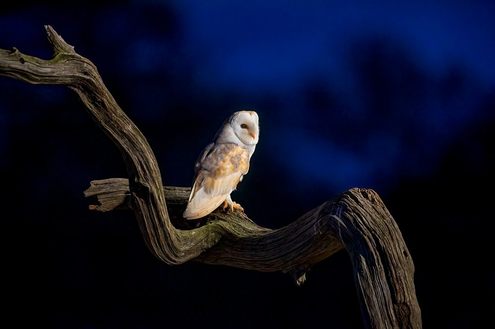 Wild Barn Owl Hide wildlife photography