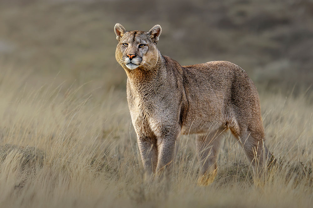 Patagonia Untamed wildlife photography