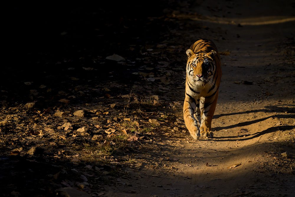 Tigers of Three Realms wildlife photography