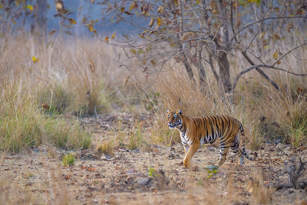Tigers of Three Realms wildlife photography