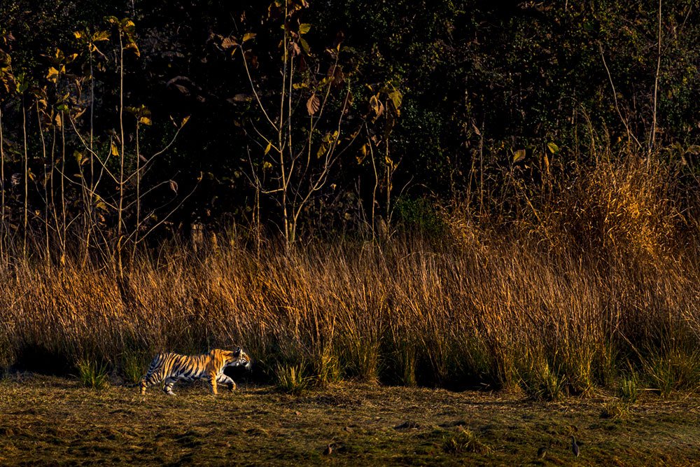 Tigers of Three Realms wildlife photography