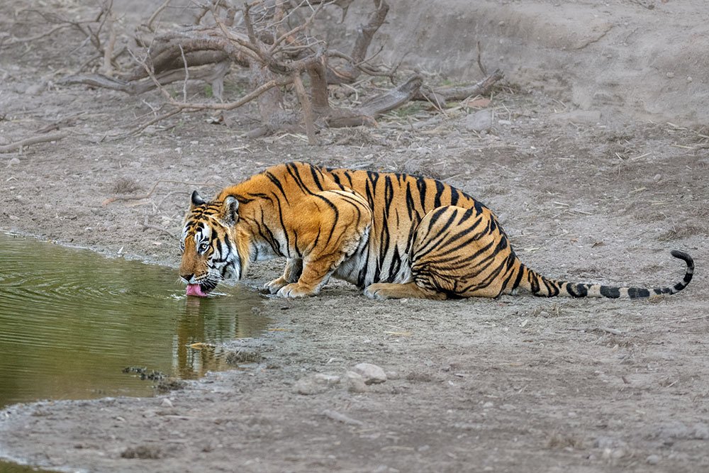 Tigers of Three Realms wildlife photography